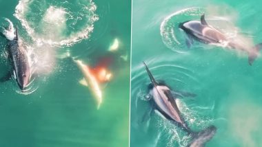 Killer Whales Kill Shark! Video Captures Orcas Chasing and Hunting The Giant Sea Predator in South Africa; Watch Viral Footage