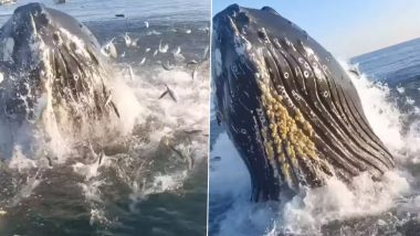 Video of Giant Humpback Whale Brushing Past Father-Son’s Fishing Boat in New Jersey Goes Viral, Netizens React to 'Over-Whale-Ming' Moment