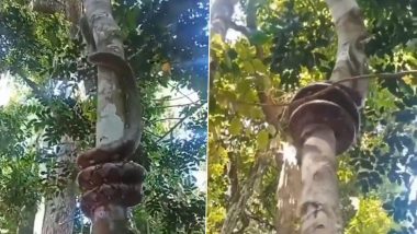 Giant Snake Uses Fascinating Technique to Climb Tree! Old Video of The Reticulated Python Coiling Itself Around the Tree Trunk Goes Viral