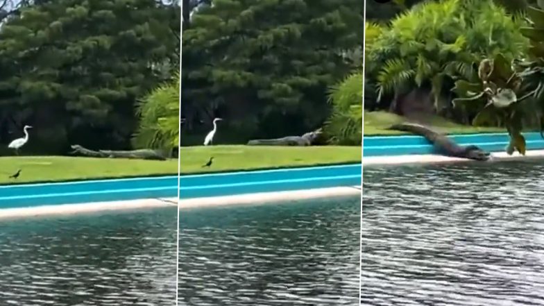 Cannibal Alligator Eats Smaller Gator Approaching a Great Egret in Viral Video; Netizens Blown Away by Sudden Attack