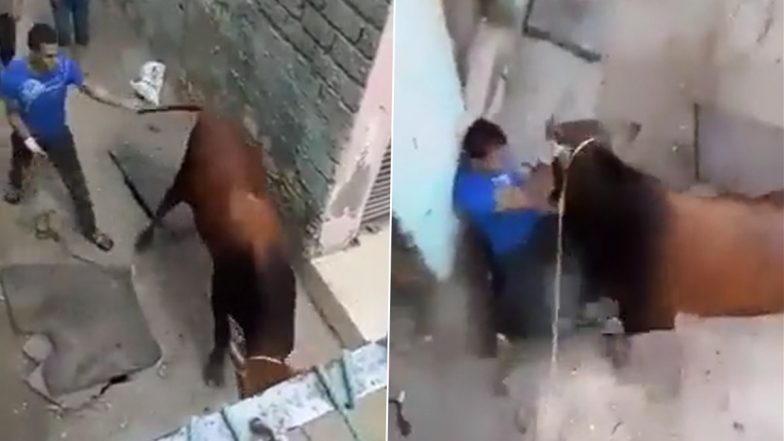 Animal Cruelty Video: Man Kicks Cow, Mercilessly Swirls Its Tail; Gets Stomped By The Animal in Return; Clip Goes Viral