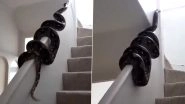 Scary Giant Python Slithering on Staircase Bannister in This Viral Video Will Make Your Skin Crawl!