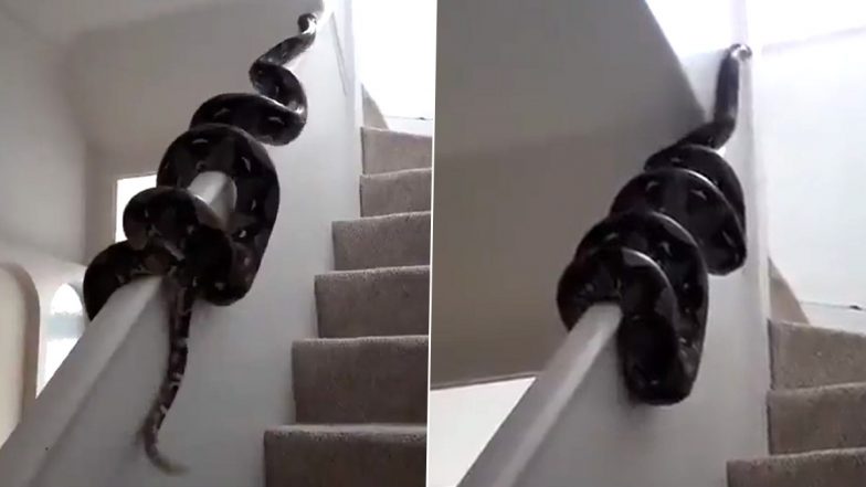 Scary Giant Python Slithering on Staircase Bannister in This Viral Video Will Make Your Skin Crawl!