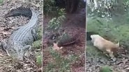 WATCH: Dog Chases Away Crocodile a Couple of Times Only To Be Attacked by the Giant Reptile in the End; Viral Video Sends Internet in Shock!