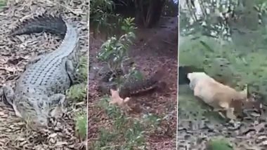 WATCH: Dog Chases Away Crocodile a Couple of Times Only To Be Attacked by the Giant Reptile in the End; Viral Video Sends Internet in Shock!