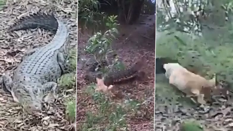 Watch These Bold Dogs Chase off an Intruding Crocodile - A-Z Animals