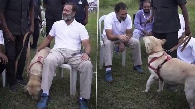 Rahul Gandhi Chills With Labrador Dog During Bharat Jodo Yatra, Congress Says ‘Love Is a Four-Legged Word’ (Watch Video)