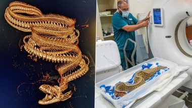 Leopard Eel Gets a CT Scan! Viral Photos Showing Fine Details of the 30-Year-Old Marine Fish's Skeleton in 3D Staggers Netizens