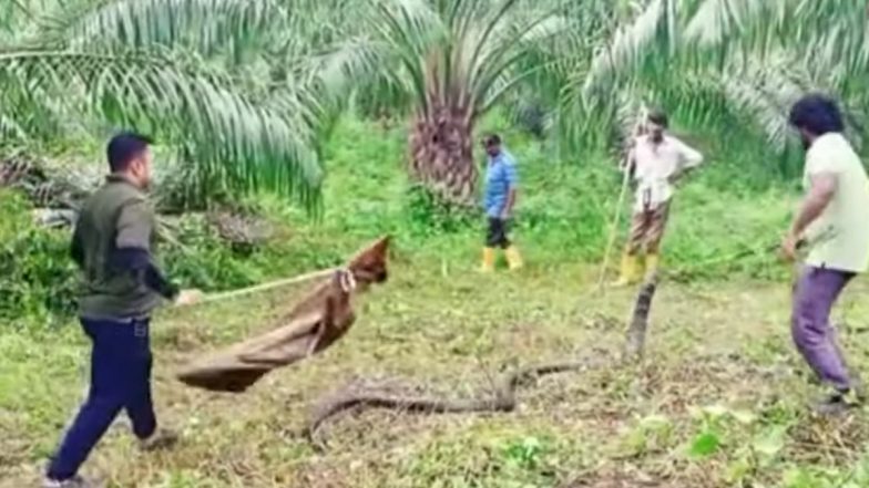 Video: 14-Feet-Long King Cobra Rescued in Andhra Pradesh's Anakapalli