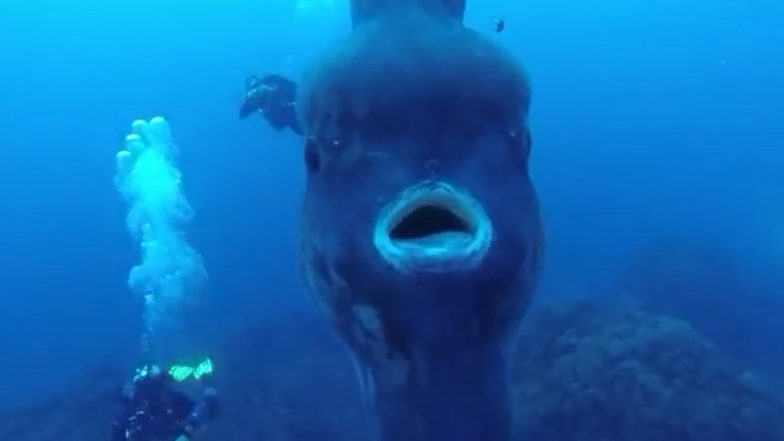 Divers Encounter Giant Ocean Sunfish off the Coast of Portugal; Old Video of Beautiful Ocean Creature Goes Viral Again