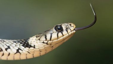 Snake on Plane For Real! Serpent Moves About the Cabin of United Airlines Flight, Sending Passengers Into Panic At Newark Airport