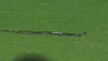 Snake Found on Field During India vs South Africa 2nd T20I at Barsapara Stadium in Guwahati, Interrupts Play (Watch Video)