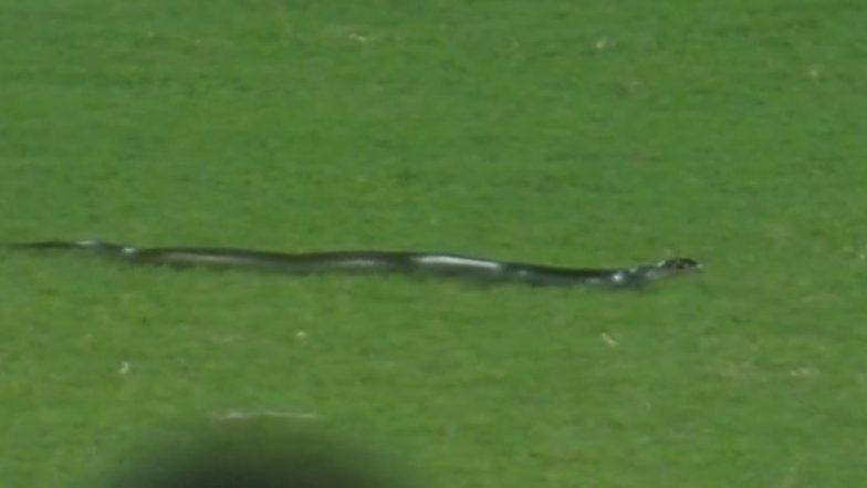 Snake Found on Field During India vs South Africa 2nd T20I at Barsapara Stadium in Guwahati