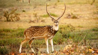 Japan: Two Vehicles Collide Trying To Avoid Deer on Hokkaido Road in Shibecha; 2 Men Died