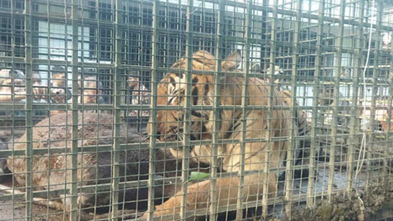 Uttarakhand: ‘Man-Eater’ Tigress Trapped by Forest Department in Kosi Range