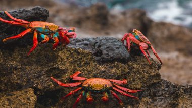 Alaska Snow Crab Season Cancelled for the First Time After Scientists Observe Decline in the Population of Crustaceans in Bering Sea