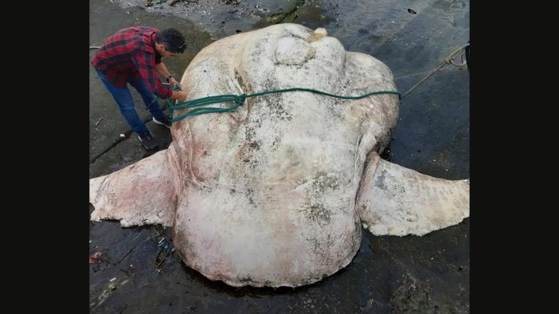 World’s Heaviest Bony Fish! Giant Southern Sunfish Weighing Over 6000 Pounds Discovered Near Azores, Watch Viral Pic & Video of The Dead Marine Creature