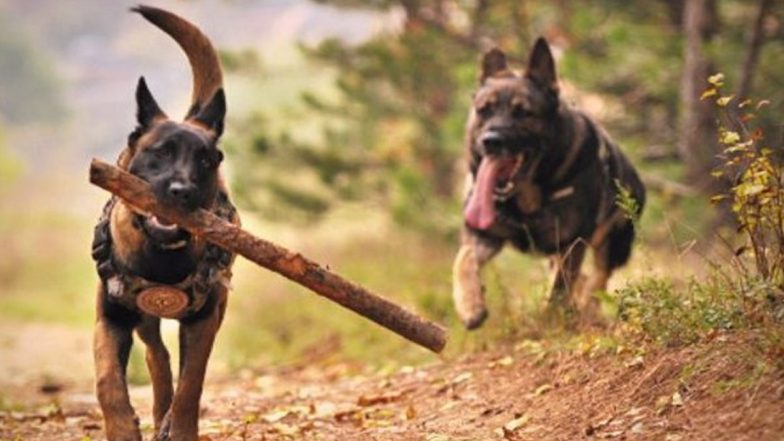 Army’s Assault Dog ‘Zoom’ Critically Injured During Encounter in J&K's Anantnag