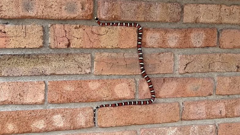 Colourful Kingsnake Showing Off Its Extraordinary Climbing Skills on Adobe Walls at Coronado National Memorial in Arizona is The Best Thing on The Web; Watch Viral Video