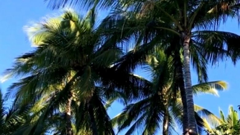 Kerala Contractor Brought Down From Coconut Tree After 3 Hours by Fire Force Officials