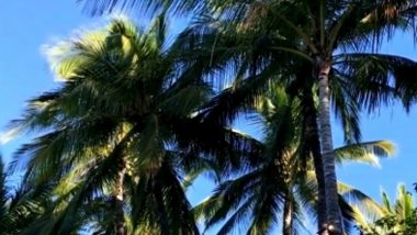 Kerala Contractor Threatens To Jump From Coconut Tree if Not Paid for His Work, Watch Video