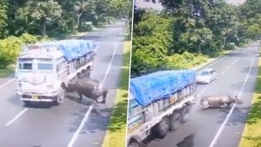 Video: Vehicle Mauls Rhino on Road in Assam’s Haldibari; Driver Fined, CM Himanta Biswa Sarma Condemns Incident