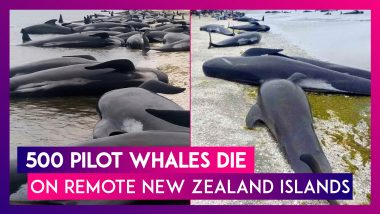 Nearly 500 Pilot Whales Die On Remote New Zealand Islands In Two Mass Strandings