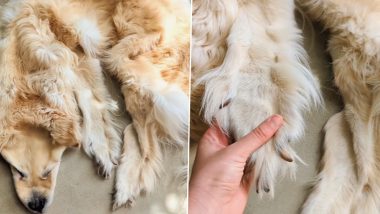 Preserving Dead Pet Forever! Australian Family Turns Their Beloved Deceased Golden Retriever into a Rug in Viral Video That is 'Beautiful But Not for Everyone'