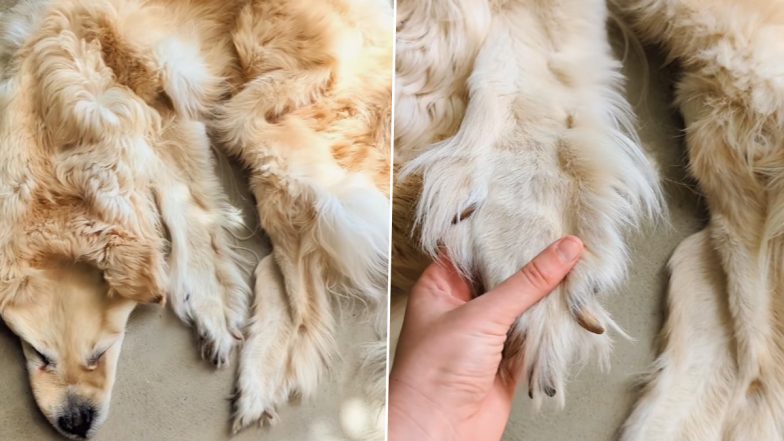 Preserving Dead Pet Forever! Australian Family Turns Their Beloved Deceased Golden Retriever into a Rug in Viral Video That is 'Beautiful But Not for Everyone'