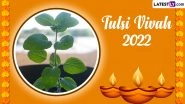 Tulsi Vivah 2022 Dos and Don&rsquo;ts: From Vastu for Tulsi Plant Placement to Right Tulasi Kalyanam Rituals, Everything You Must Know To Observe the Hindu Festival