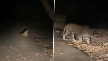 Video: Panic Among Locals As Leopard Seen Roaming on Road in UP’s Mandhana