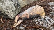 Sea Beast? Mysterious&nbsp;'Pig-Like' Sea Creature's Body&nbsp;Found on Ireland Beach; Viral Pic Leaves Netizens Stumped&nbsp;
