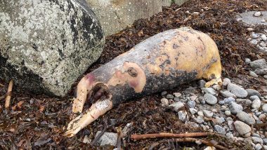 Sea Beast? Mysterious 'Pig-Like' Sea Creature's Body Found on Ireland Beach; Viral Pic Leaves Netizens Stumped 