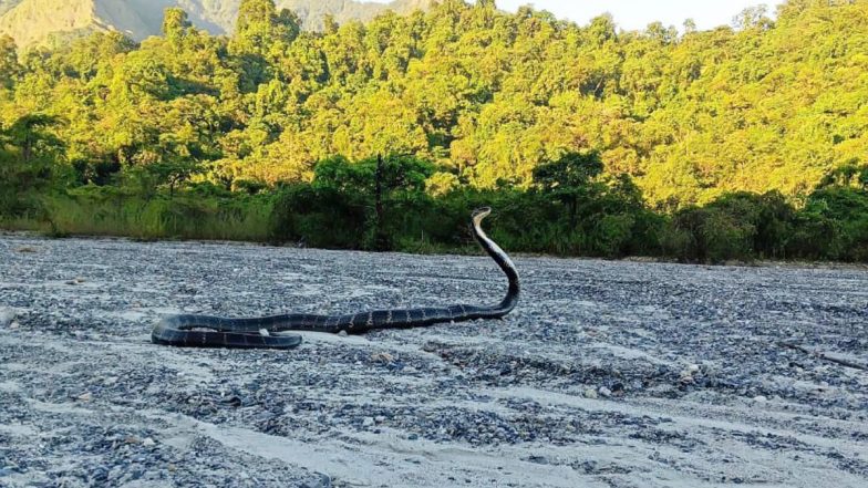 Guess The Snake! IFS Officer Drops Viral Pic of Huge Black Viper, Asks Twitter to Tell The Species; Netizens Flood Comment Section With Hilarious Answers