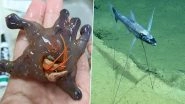 Bizarre Sea Creatures! From Hermit Crab To Tripod Spiderfish; Strange Marine Animals Found by Researchers Look Like They Are Not Real (See Pics)
