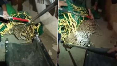 Maharashtra: Leopard Caught in Nashik's Nahi Area (Watch Video)