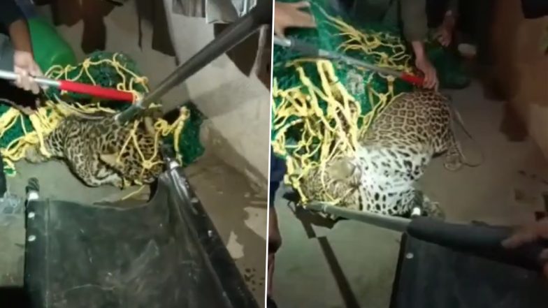 Maharashtra: Leopard Caught in Nashik's Nahi Area (Watch Video)