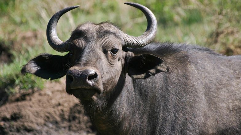 Buffaloes Die of 'Mysterious' Disease in Uttar Pradesh's Sant Kabir Nagar, Farmers Worried