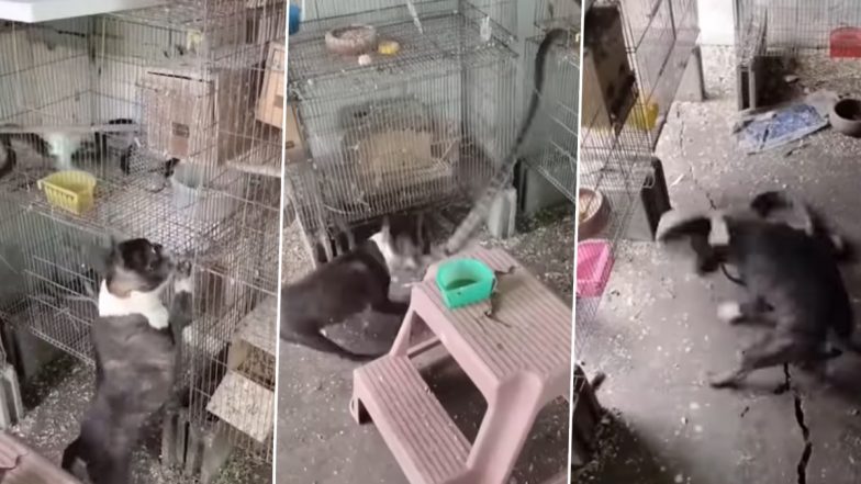 Dog Clashes With Huge Snake After The Reptile Enters a Parrot's Cage; Video of The Fierce Fight Goes Viral