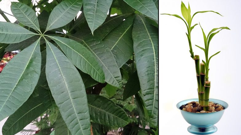 Lucky Plants for New Year 2023: From Money Tree to Bamboo; 5 Good Luck Plants to Add Endless Happiness and Fortune in The Coming Year