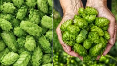 World's Most Expensive Vegetable 'Hopshoots' Sells for a Whopping Rs 85,000 Per Kilogram; It's Known For Medicinal Properties (See Pics)