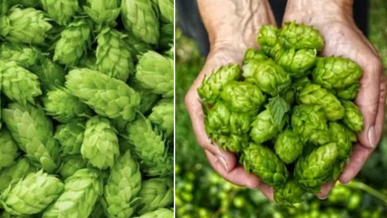 World's Most Expensive Vegetable 'Hopshoots' Sells for a Whopping Rs 85,000 Per Kilogram; It's Known For Medicinal Properties (See Pics)