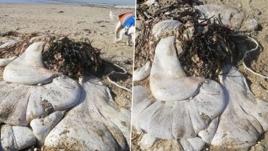 Decomposed Stomach of Whale? Mysterious Faceless White Blob Found on UK Beach; Viral Pictures of The Huge Mass Bewilder Netizens