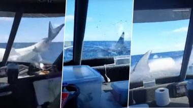 Giant Mako Shark Jumps Out of Ocean and Lands on Fishing Boat in New Zealand; Viral Video Makes Waves Online 