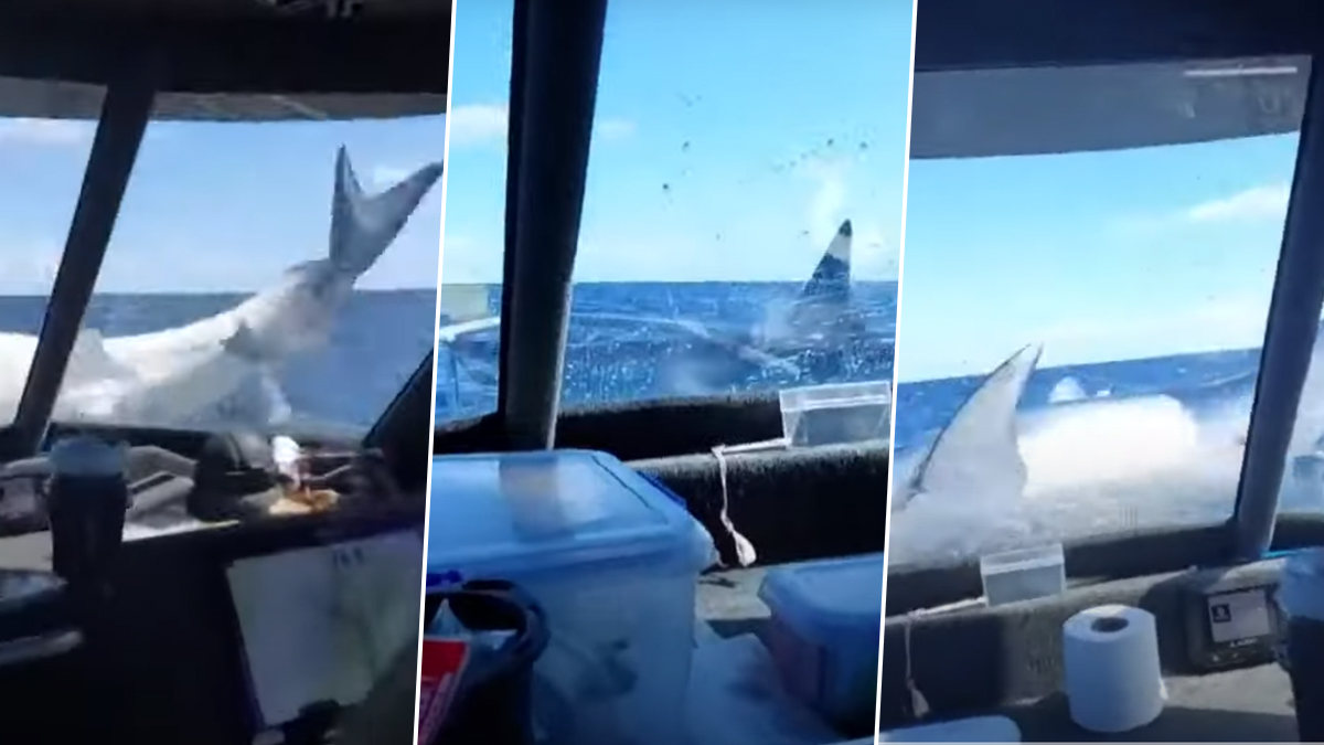 Watch Moment Huge Shark Jumps Onto Fishing Boat: 'We Were Lucky