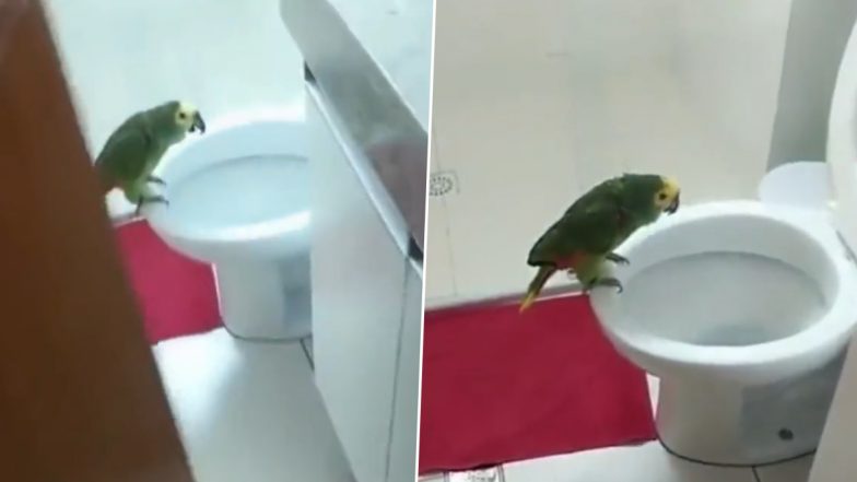 This Bird is a Bathroom Singer! Video of Parrot Vibing and Singing While Sitting On Toilet Seat Goes Viral; Netizens Burst Out Laughing 