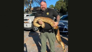 Giant Boa Constrictor Snake Caught By Police Officer in Florida! Pic of The 10-Foot Heavy-Bodied Slithery Suspect Will Give You Creeps