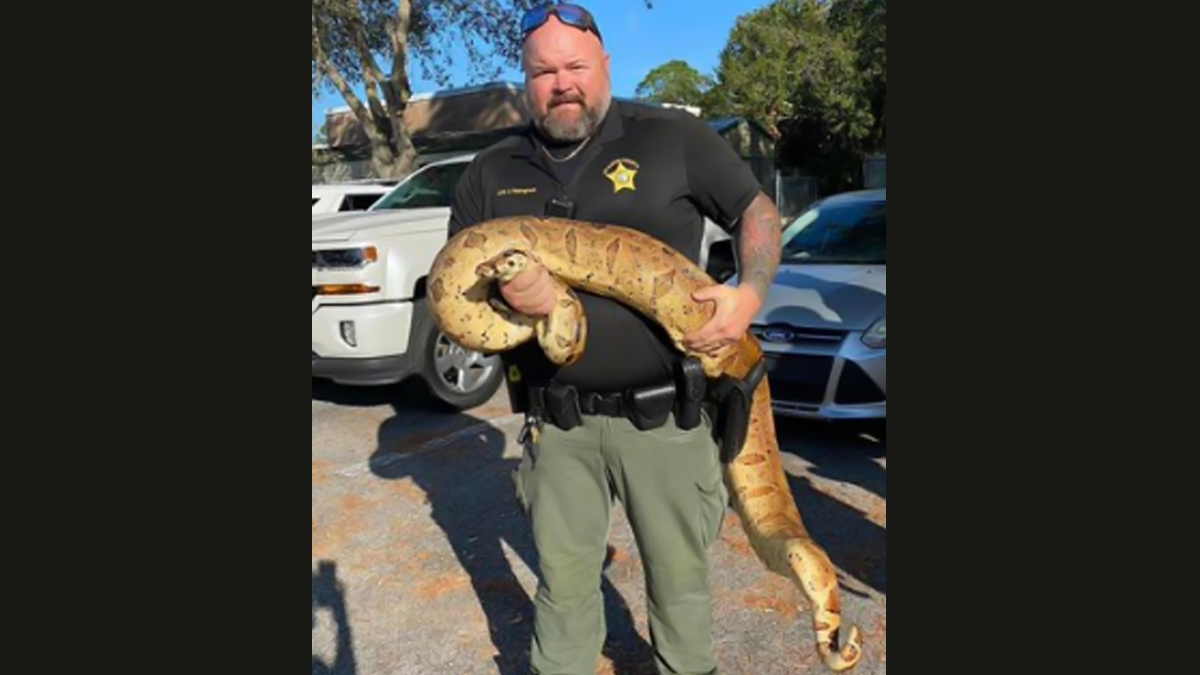 Deputy captures 75-pound boa constrictor in Florida neighborhood