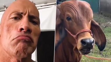Dwayne Johnson 'The Rock' Has a Witty Reaction To Cow's Eyebrow Raise Viral Tweet; Says 'I Wasn't Expecting That'