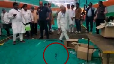 Bharat Jodo Yatra: Panic Among Yatris as Snake Found Near Rahul Gandhi's Camp in Madhya Pradesh (Watch Video)